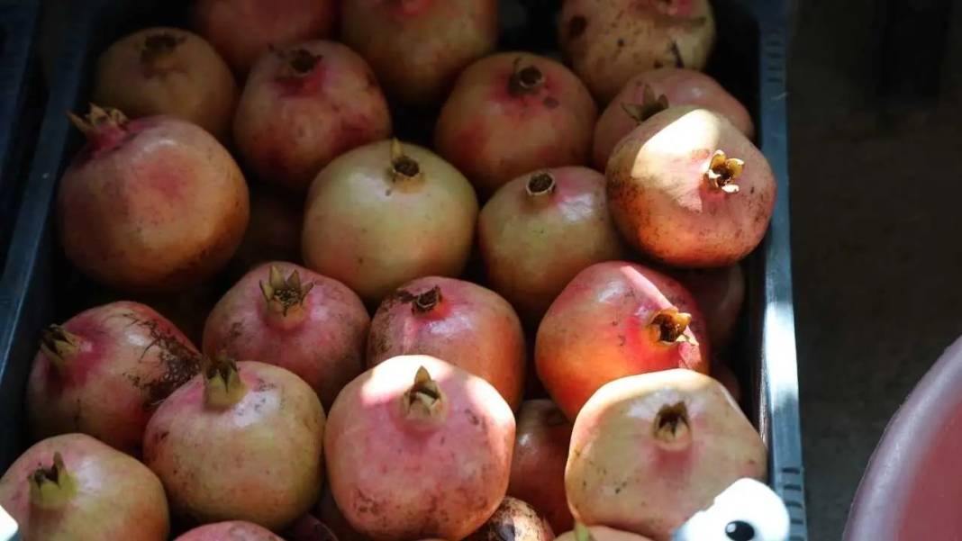 Adana'nın Tescilli Kuytucak Narında Rekolteyi Don Vurdu! Fiyatlar Uçtu 4